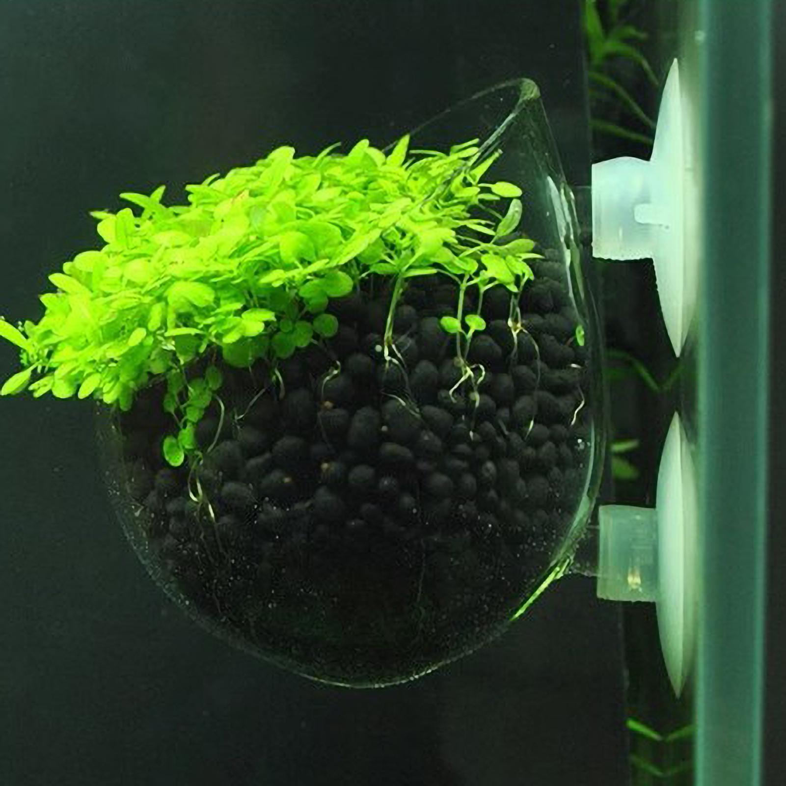 Aquarium Plant Ornament - Aquarium-Pflanzenhalter Glas-Wasserpflanzentopf mit Saugnäpfen Lebende Pflanzen