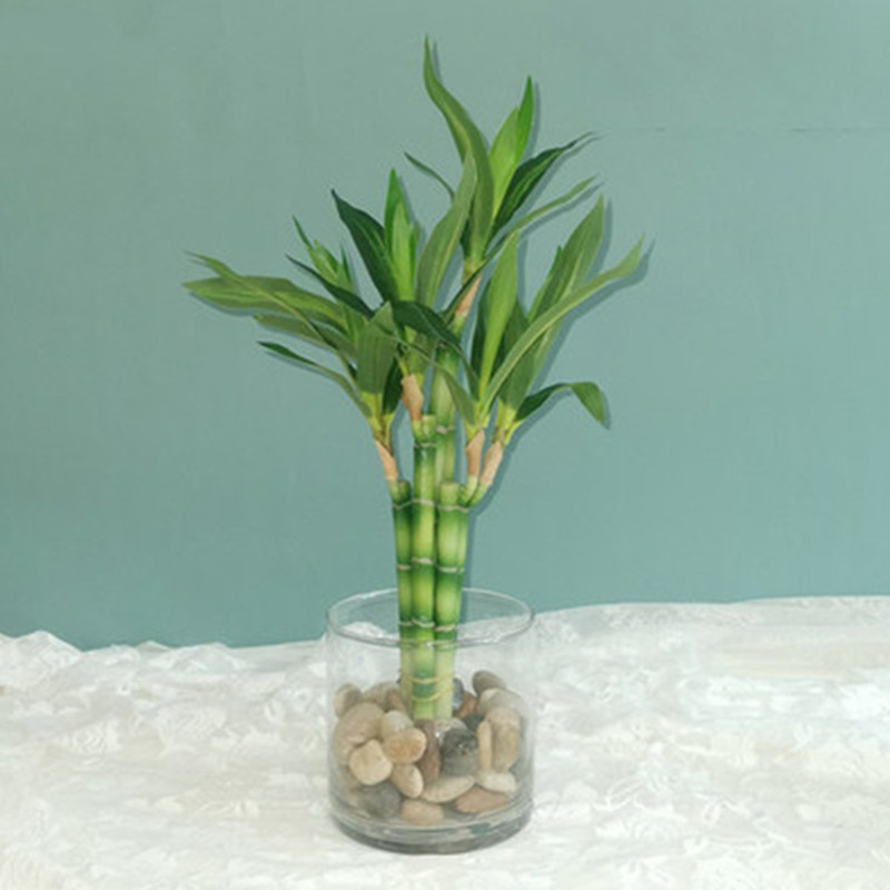 Neue 40cm Künstliche Glücksbam – Aquarium Plant In Pot Bewertung und Preis