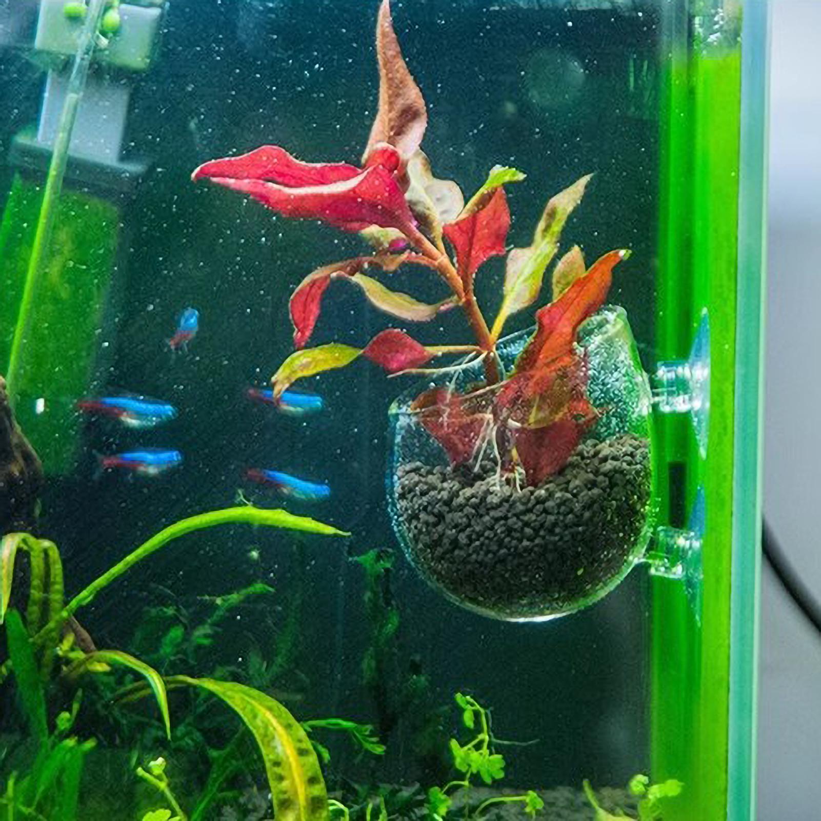 Aquarium-Pflanzenhalter Glas-W – Aquarium Plant Ornament Bewertung und Preis