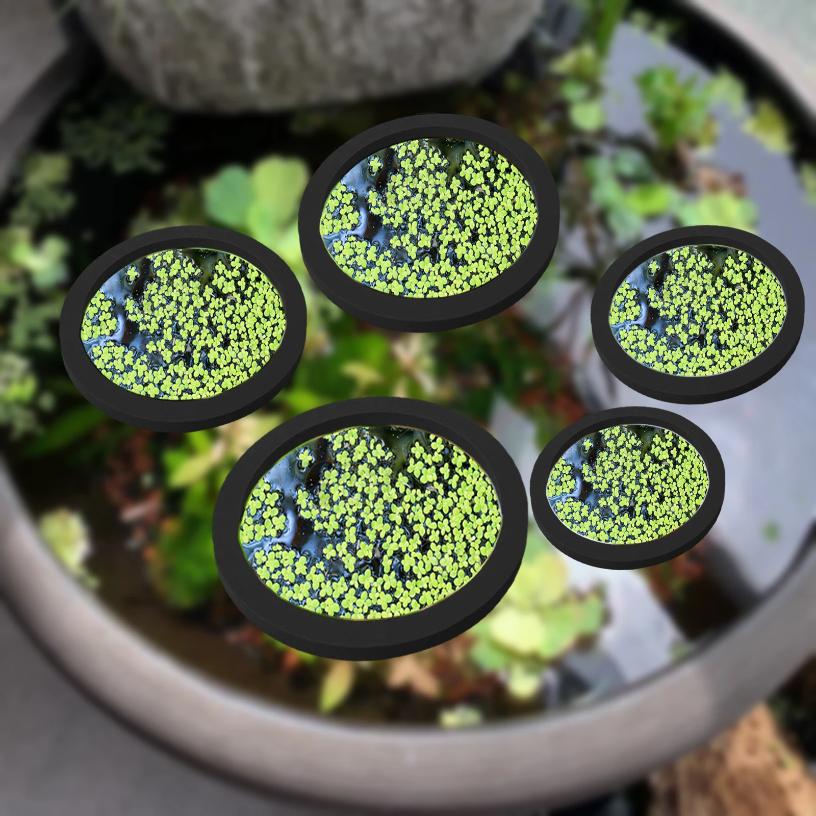 5Pcs EVA Fisch Fütterung Ring  – Aquarium Plants Bewertung und Preis