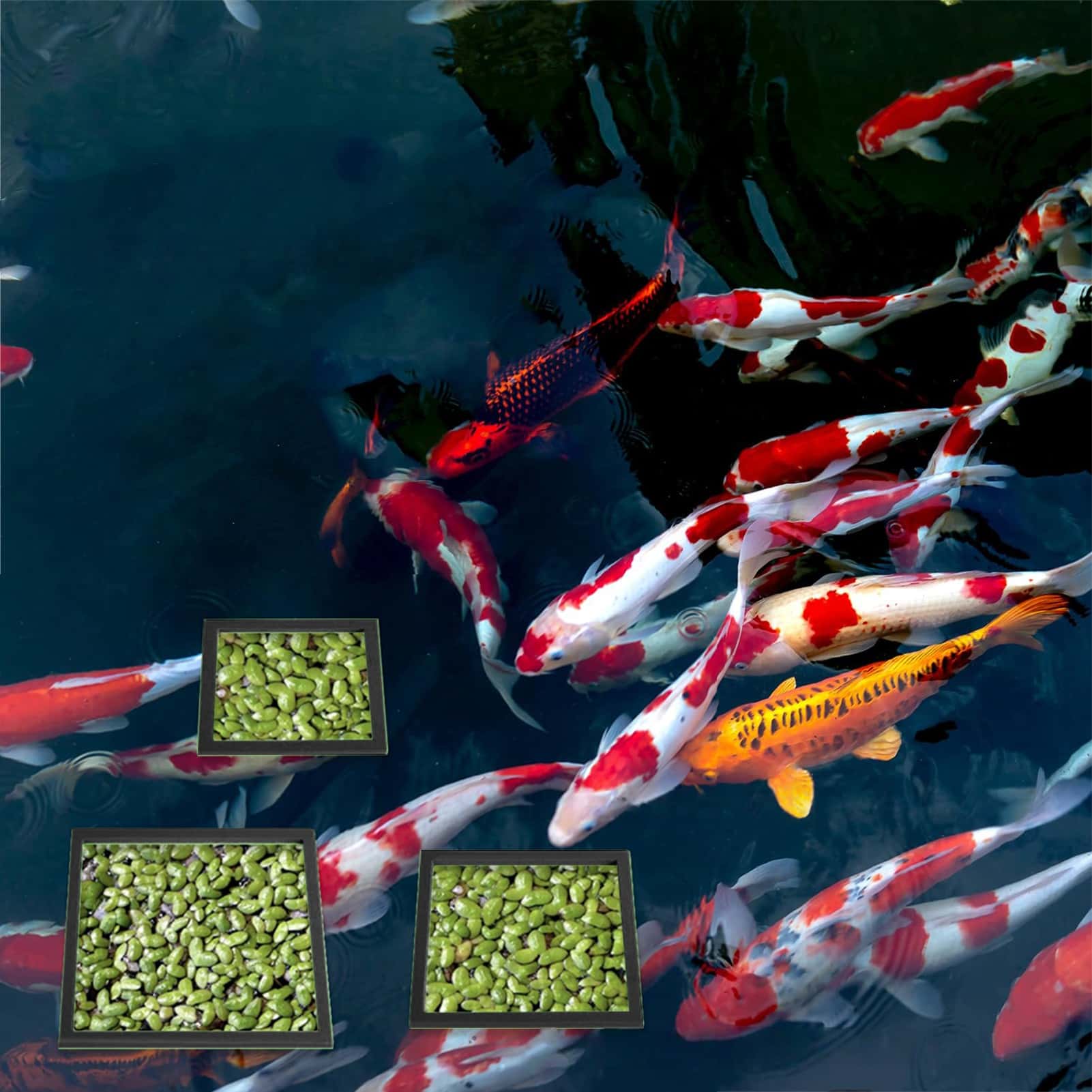 Aquarium-Schwimmring für Pflan – Aquasoil Substrate Bewertung und Preis